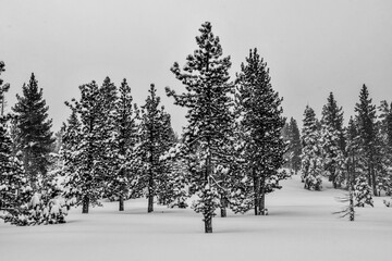 trees in snow