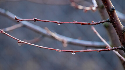 Tree with wet branches after rain, raindrops on the branches