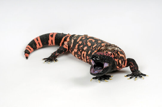 Gila monster, Gila-Krustenechse (Heloderma suspectum suspectum) 