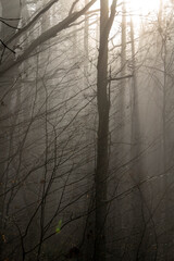 Fagus sylvatica, the European beech or common beech forest in the moody foggy weather. 