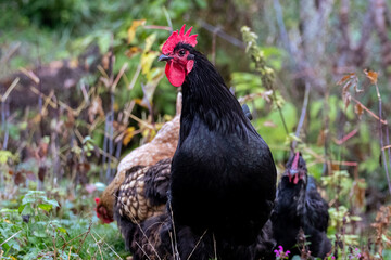 Black rooster close up on blurred background