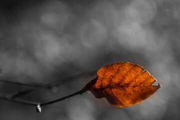 Single beech leaf on a twig