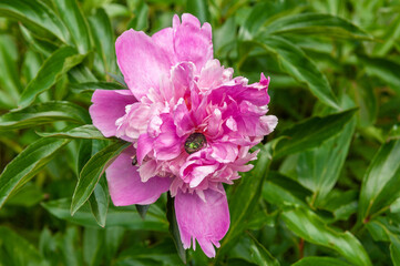 Blooming pink peony on a background of green leaves.A beetle sits on a flower.