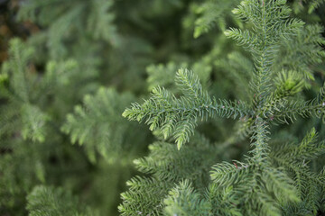 coniferous tree branches top view, soft focus. Natural winter background