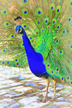 Peacock bird colorful painting looks like picture.