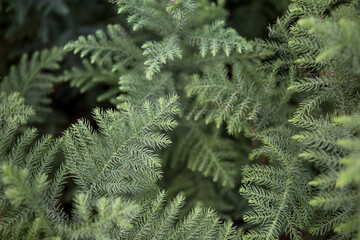 coniferous tree branches top view, soft focus. Natural winter background