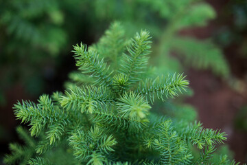 coniferous tree branches top view, soft focus. Natural winter background