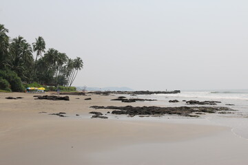 
palm trees near the Arabian sea, Goa, India