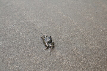 crab on the coast of the Arabian sea