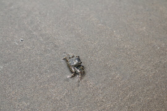 crab on the coast of the Arabian sea