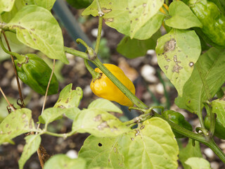 (Capsicum chinense) Piment d'Afrique 'Fatalii jaune', fruits vert pâle puis jaune vif à maturité...