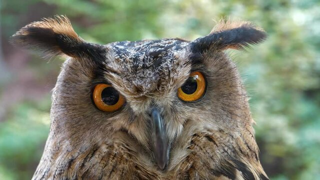 Angry eagle owl turns its head and looks at you