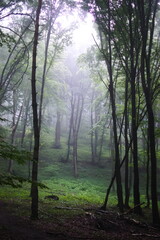 Misty morning in the forest.