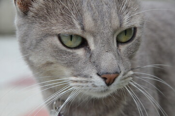 GATOS
