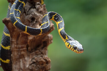 boiga snake dendrophilia in defensive mode, the gold-ringed cat snake,venomous snake