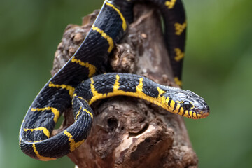 boiga snake dendrophilia in defensive mode, the gold-ringed cat snake,venomous snake