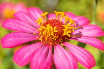 Closeup pink flower blooming in garden