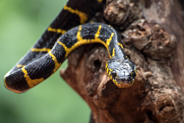 boiga snake dendrophilia in defensive mode, the gold-ringed cat snake,venomous snake