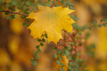 autumn leaves background