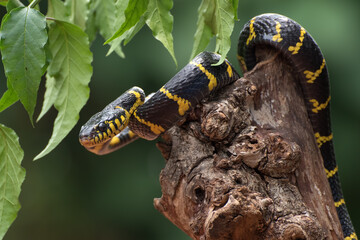boiga snake dendrophilia in defensive mode, the gold-ringed cat snake,venomous snake