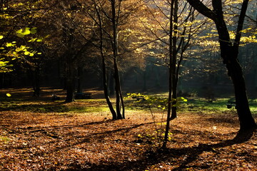 Autumn in the park in sunny day