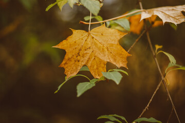 Naklejka na ściany i meble autumn leaves on the tree
