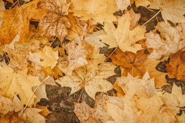 autumn leaves background