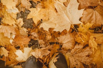 autumn leaves