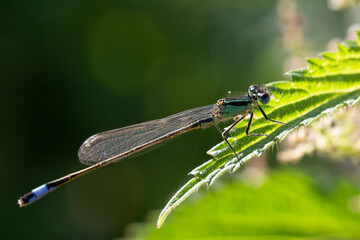 dragonfly on a leaf