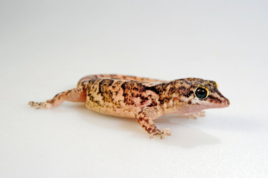 Cape Verde Leaf-toed Gecko // Kapverde Vogelkopfgecko (Hemidactylus bouvieri)