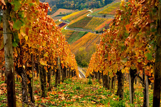 Weinrebenfelder im Herbst, Weinberge im Herbst