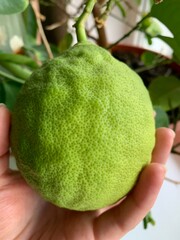 hand holding an apple on a tree