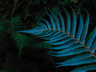 New Zealand's fern © Simon Uribe Garcia