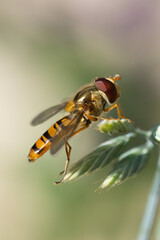 hoverfly on grass
