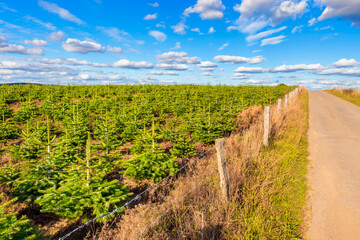 Fototapeta na wymiar Plantation of young green fir Christmas Trees along a road in the Ardennes region of Belgium, near the village of Bouillon. Captured on a summer day in september.
