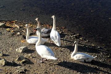 A swan family resting on the lakefront  in the sunshine - stockphoto