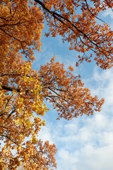 autumn tree with sky