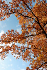 autumn tree with sky
