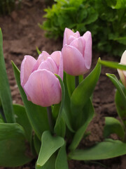 Blooming tulips flowerbed in flower garden,