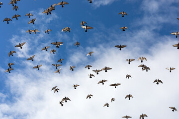 Bandada de palomas.