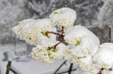 cherry blossoms with caps of snow in a snow storm in spring