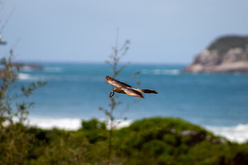 Ave anu-branco, Guira Cuckoo,  rabo-de-palha, alma-de-gato, quiriru, pelincho, pipiriguá, piririguá, anum-branco, cigana,  praia do santinho, florianopolis, santa catarina, brasil, florianópolis