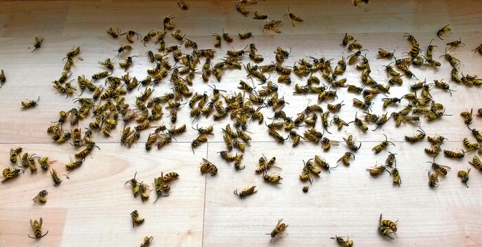 Swarm Of Dead Wasps On A Wooden Floor