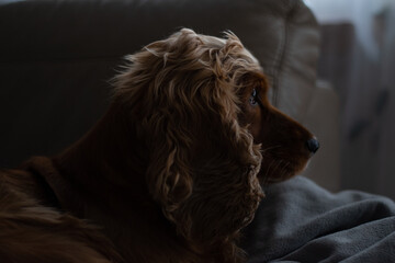 cocker spaniel © Mikoaj