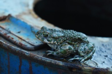 frog on a leaf