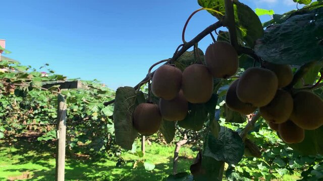 Footage of kiwi fruits on tree captured in a mountain village in Trabzon city of Black sea region in Turkey. Beautiful nature scene in sunny day.