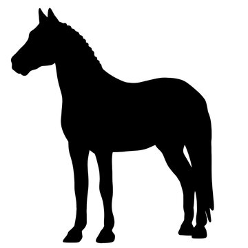 Icon of horse silhouette. Black illustration of mustang stallion