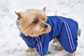 Yorkshire Terrier in blue jacket walking in winter