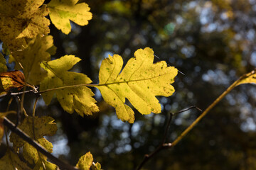 Amazing view with colorful autumn forest with asphalt mountain road at sunset. Beautiful landscape with empty road, trees and sunlight in the evening in autumn. Travel background. Nature