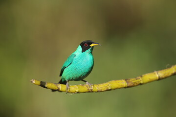 Green Honeycreeper a common bird in the brazilian Atlantic rainforest